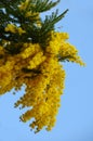 Yellow Mimosa Flowers