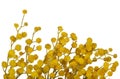 Yellow mimosa flowers isolated on white