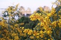 Yellow mimosa flowers on the rocks on the coast of the atlantic ocean in the city of Lagos, Portugal in the spring