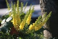 Yellow mimosa flowers in the sun light at a plant on the street in Nieuwerkerk aan den IJssel in the Netherlands. Royalty Free Stock Photo