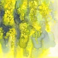 Yellow mimosa watercolor background