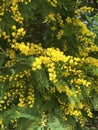 Yellow Mimosa Royalty Free Stock Photo