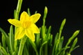 Yellow mini daffodils isolated on black background. beaterfull Bulbous narcissus with eggs, easter concept