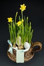 Yellow mini daffodils isolated on black background. beaterfull Bulbous narcissus with eggs, easter concept