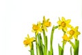 Yellow mini daffodils isolated on white background with copy space. Narcissus flowers with clipping path. Flowers objects for Royalty Free Stock Photo