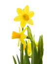 Yellow mini-narcissi Royalty Free Stock Photo