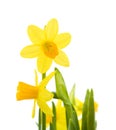 Yellow mini-narcissi