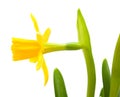 Yellow mini-narcissi Royalty Free Stock Photo