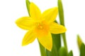 Yellow mini-narcissi Royalty Free Stock Photo