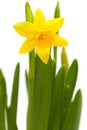 Yellow mini-narcissi Royalty Free Stock Photo