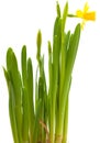 Yellow mini-narcissi Royalty Free Stock Photo