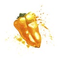 Yellow mini pepper with splashes. Watercolor art