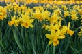 Yellow miniature daffodil flowers in bloom with blurred background Royalty Free Stock Photo