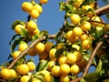 Yellow mirabelle plum