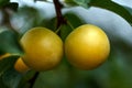 Yellow mirabelle plums. Ripe mirabelle on tree. Organic fruit before harvest in summer. Prunus domestica syriaca