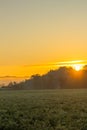 Yellow Misty Morning Sunrise with Rays of Sun Royalty Free Stock Photo