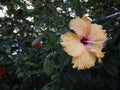 Yellow mix orange hibiscus flower is blooming on bush in the garden. Royalty Free Stock Photo