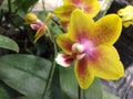 Yellow mixed purple orchids