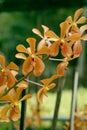 Yellow mokara orchids bouquet Royalty Free Stock Photo