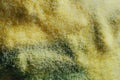 Yellow mold background Royalty Free Stock Photo