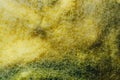 Yellow mold background Royalty Free Stock Photo