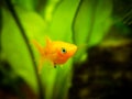 Yellow molly fish Poecilia sphenops close up on a fish tank with blurred background