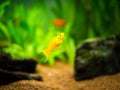 Yellow molly fish Poecilia sphenops swimming on a fish tank with blurred background