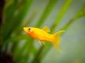 Yellow molly fish Poecilia sphenops swimming on a fish tank