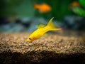 Yellow molly fish Poecilia sphenops swimming on a fish tank