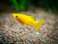 Yellow molly fish Poecilia sphenops swimming on a fish tank