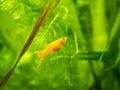 Yellow molly fish Poecilia sphenops swimming on a fish tank with blurred background