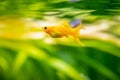 Yellow molly fish Poecilia sphenops swimming on a fish tank with blurred background