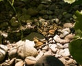 Yellow Monarch Butterflies feeding near creek bed Royalty Free Stock Photo