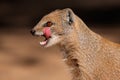 Yellow mongoose Royalty Free Stock Photo