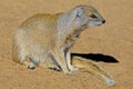 Yellow mongoose