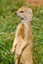 Yellow Mongoose on alert.