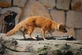 Yellow mongoose (Cinyctis penicillata) Royalty Free Stock Photo