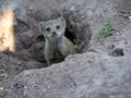 Yellow mongoose cynics, cynics penicillata, curiously peeking from the burrows Royalty Free Stock Photo