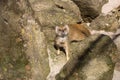 Yellow mongoose, Cynictis penicillata is agile carnivores and are still looking for food Royalty Free Stock Photo