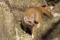 Yellow mongoose, Cynictis penicillata is agile carnivores and are still looking for food Royalty Free Stock Photo