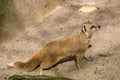 Yellow mongoose, Cynictis penicillata is agile carnivores and are still looking for food Royalty Free Stock Photo