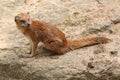 Yellow mongoose (Cynictis penicillata) Royalty Free Stock Photo