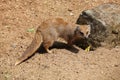 Yellow mongoose (Cynictis penicillata) Royalty Free Stock Photo