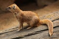 Yellow mongoose (Cynictis penicillata) Royalty Free Stock Photo