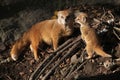 Yellow mongoose (Cynictis penicillata). Royalty Free Stock Photo