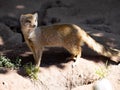 Yellow mongoose, Cynictis penicillata, keenly observes the surroundings