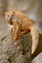 Yellow Mongoose, Cynictis penicillata, sitting on the tree trunk.