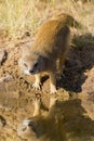 Yellow Mongoose drinks water from a waterhole in Kalahari desert Royalty Free Stock Photo