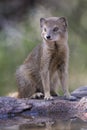 Yellow Mongoose drinks water from a waterhole in Kalahari desert Royalty Free Stock Photo