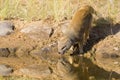 Yellow Mongoose drinks water from a waterhole in Kalahari desert Royalty Free Stock Photo